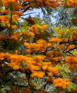 35 Silky Oak Tree Seeds - Grevillea Robusta with Orange Flowers - Image 4