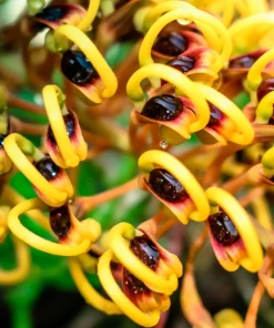 35 Silky Oak Tree Seeds - Grevillea Robusta with Orange Flowers - Image 5