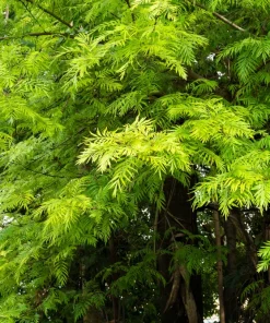 35 Silky Oak Tree Seeds - Grevillea Robusta with Orange Flowers - Image 6