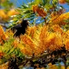 35 Silky Oak Tree Seeds - Grevillea Robusta with Orange Flowers - Image 1