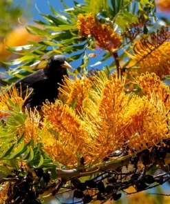 35 Silky Oak Tree Seeds - Grevillea Robusta with Orange Flowers - Image 1