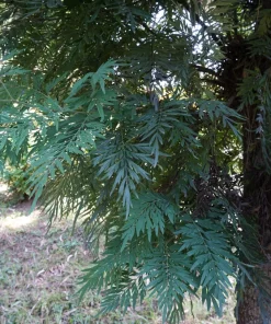 35 Silky Oak Tree Seeds - Grevillea Robusta with Orange Flowers - Image 7