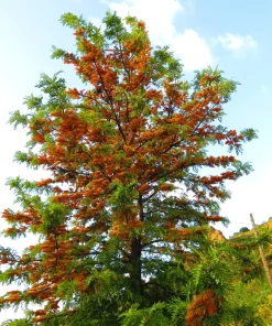 35 Silky Oak Tree Seeds - Grevillea Robusta with Orange Flowers - Image 8
