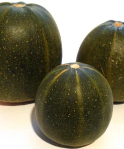 35 Sweet Tatume Squash Seeds - Cucurbita Pepo Calabash Calabacita Zucchini - Image 1
