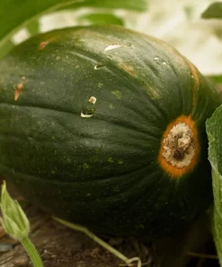 35 Sweet Tatume Squash Seeds - Cucurbita Pepo Calabash Calabacita Zucchini - Image 2