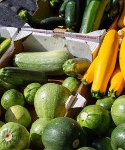 35 Sweet Tatume Squash Seeds - Cucurbita Pepo Calabash Calabacita Zucchini - Image 3
