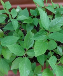 350+ Nalta Jute Seeds - Saluyot, Molokhia, Egyptian Spinach - Easy Grow - Image 5