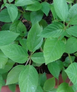350+ Nalta Jute Seeds - Saluyot, Molokhia, Egyptian Spinach - Easy Grow - Image 6