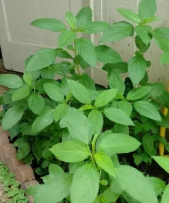 350+ Nalta Jute Seeds - Saluyot, Molokhia, Egyptian Spinach - Easy Grow - Image 7