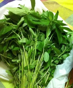350+ Nalta Jute Seeds - Saluyot, Molokhia, Egyptian Spinach - Easy Grow - Image 8