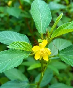 350+ Nalta Jute Seeds - Saluyot, Molokhia, Egyptian Spinach - Easy Grow - Image 9