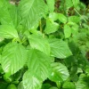 350+ Nalta Jute Seeds - Saluyot, Molokhia, Egyptian Spinach - Easy Grow - Image 1