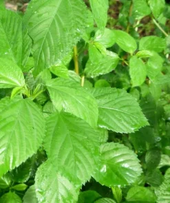 350+ Nalta Jute Seeds - Saluyot, Molokhia, Egyptian Spinach - Easy Grow - Image 1