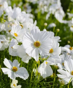 350 Purity White Cosmos Bipinnatus Flower Seeds - Annual Garden Bloom - Image 2