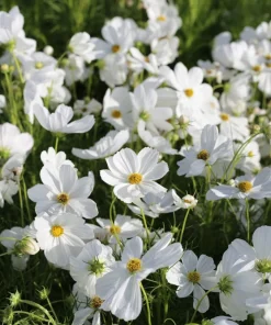350 Purity White Cosmos Bipinnatus Flower Seeds - Annual Garden Bloom - Image 3