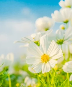 350 Purity White Cosmos Bipinnatus Flower Seeds - Annual Garden Bloom - Image 4