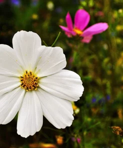 350 Purity White Cosmos Bipinnatus Flower Seeds - Annual Garden Bloom - Image 5