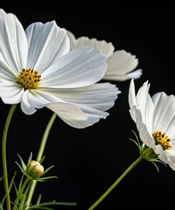 350 Purity White Cosmos Bipinnatus Flower Seeds - Annual Garden Bloom - Image 6