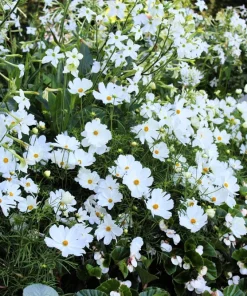 350 Purity White Cosmos Bipinnatus Flower Seeds - Annual Garden Bloom - Image 7