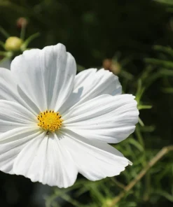 350 Purity White Cosmos Bipinnatus Flower Seeds - Annual Garden Bloom - Image 8
