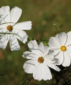 350 Purity White Cosmos Bipinnatus Flower Seeds - Annual Garden Bloom - Image 9
