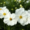 350 Purity White Cosmos Bipinnatus Flower Seeds - Annual Garden Bloom - Image 1