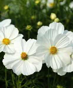 350 Purity White Cosmos Bipinnatus Flower Seeds - Annual Garden Bloom - Image 1