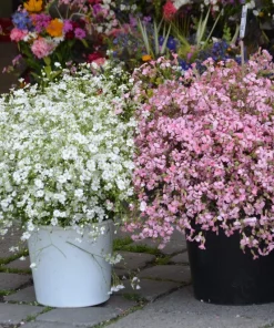 350 Red Baby's Breath Seeds - Gypsophila Elegans Flower Seeds for Gardens - Image 10