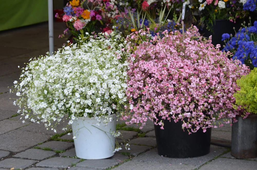 350 Red Baby's Breath Seeds - Gypsophila Elegans Flower Seeds for Gardens - Image 10