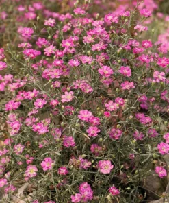 350 Red Baby's Breath Seeds - Gypsophila Elegans Flower Seeds for Gardens - Image 2