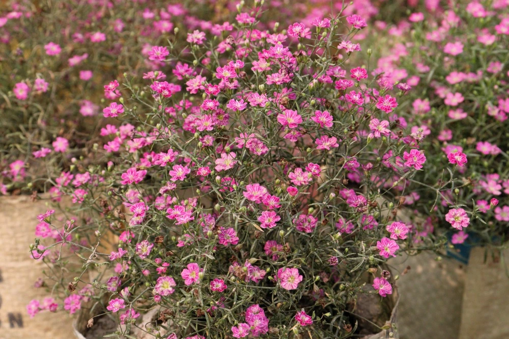 350 Red Baby's Breath Seeds - Gypsophila Elegans Flower Seeds for Gardens - Image 2