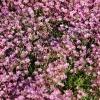 350 Red Baby's Breath Seeds - Gypsophila Elegans Flower Seeds for Gardens - Image 1