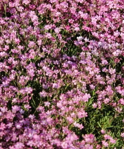 350 Red Baby's Breath Seeds - Gypsophila Elegans Flower Seeds for Gardens - Image 1