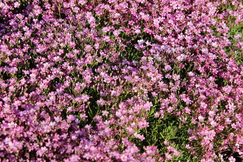 350 Red Baby's Breath Seeds - Gypsophila Elegans Flower Seeds for Gardens - Image 1