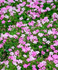350 Red Baby's Breath Seeds - Gypsophila Elegans Flower Seeds for Gardens - Image 3
