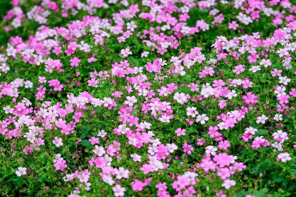 350 Red Baby's Breath Seeds - Gypsophila Elegans Flower Seeds for Gardens - Image 3