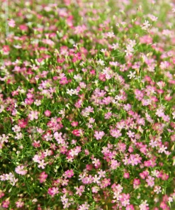 350 Red Baby's Breath Seeds - Gypsophila Elegans Flower Seeds for Gardens - Image 4