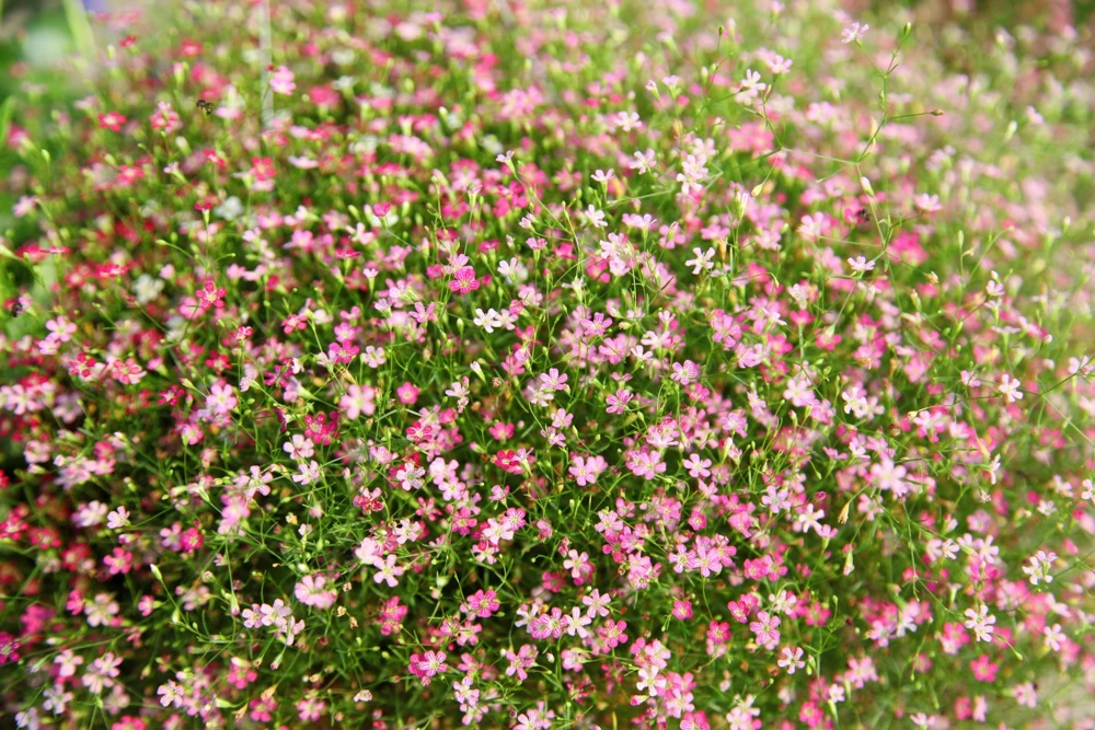 350 Red Baby's Breath Seeds - Gypsophila Elegans Flower Seeds for Gardens - Image 4