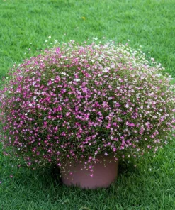 350 Red Baby's Breath Seeds - Gypsophila Elegans Flower Seeds for Gardens - Image 5