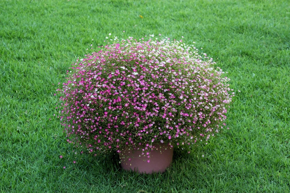 350 Red Baby's Breath Seeds - Gypsophila Elegans Flower Seeds for Gardens - Image 5