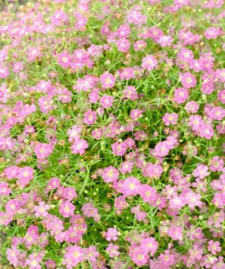 350 Red Baby's Breath Seeds - Gypsophila Elegans Flower Seeds for Gardens - Image 6