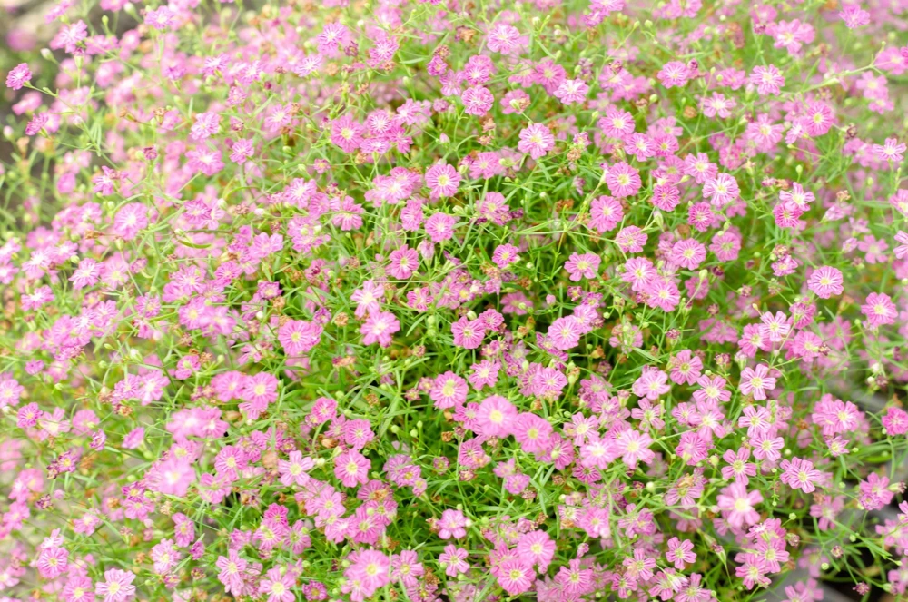 350 Red Baby's Breath Seeds - Gypsophila Elegans Flower Seeds for Gardens - Image 6