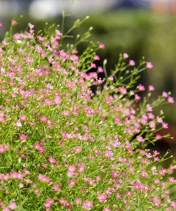 350 Red Baby's Breath Seeds - Gypsophila Elegans Flower Seeds for Gardens - Image 7
