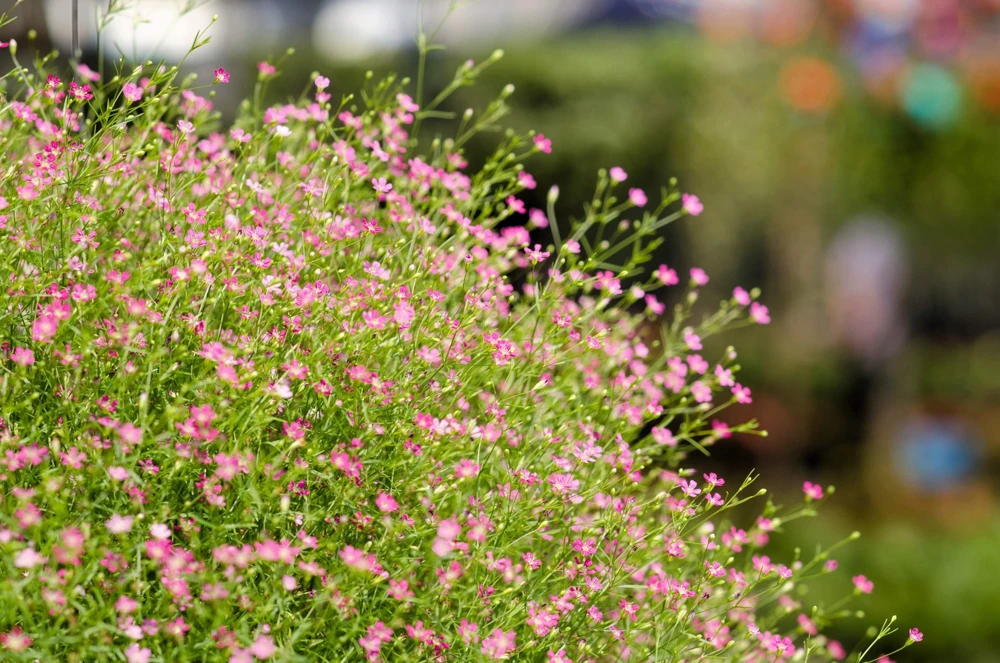 350 Red Baby's Breath Seeds - Gypsophila Elegans Flower Seeds for Gardens - Image 7