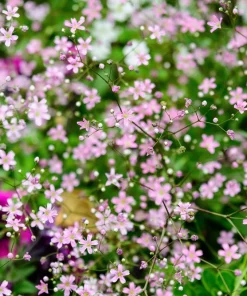 350 Red Baby's Breath Seeds - Gypsophila Elegans Flower Seeds for Gardens - Image 8