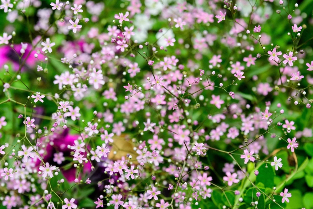350 Red Baby's Breath Seeds - Gypsophila Elegans Flower Seeds for Gardens - Image 8