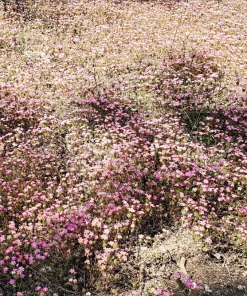 350 Red Baby's Breath Seeds - Gypsophila Elegans Flower Seeds for Gardens - Image 9
