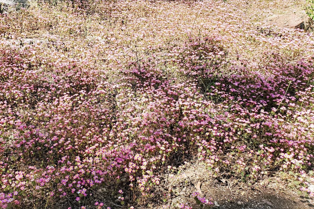 350 Red Baby's Breath Seeds - Gypsophila Elegans Flower Seeds for Gardens - Image 9