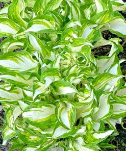 4 Curly Hosta Bare Root Plants - Green & White Foliage, Outdoor - Image 2