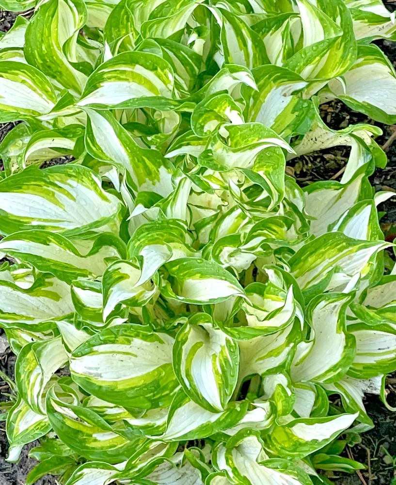 4 Curly Hosta Bare Root Plants - Green & White Foliage, Outdoor - Image 2